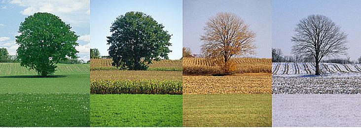 《哆啦A梦 牧场物语2》DLC包2“昆虫们的生活”1月19日发布