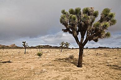 《终结的百合花》XS＆XB1版已推出 PS4版推迟至Q3